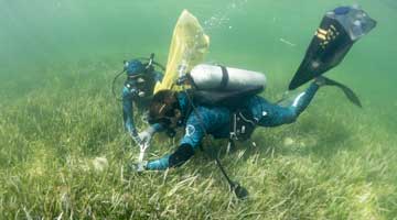 Graduate Students Sampling Macro Algae in Bahamas