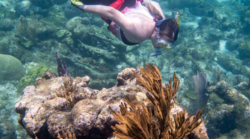 Study Abroad Student Snorkeling in the Coral Reefs of Abaco Bahamas 